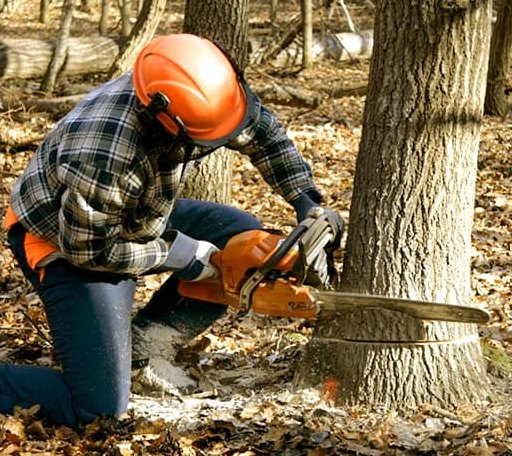 Tree Removal in Martinsville, MO